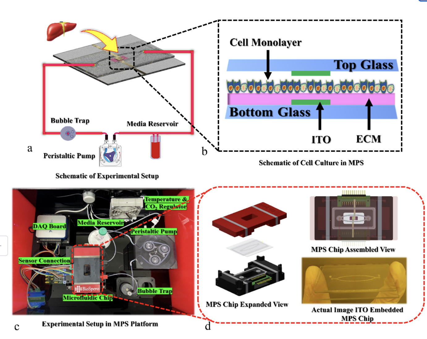 Extracellular matrix optimization for enhanced physiological relevance in hepatic tissue-chips