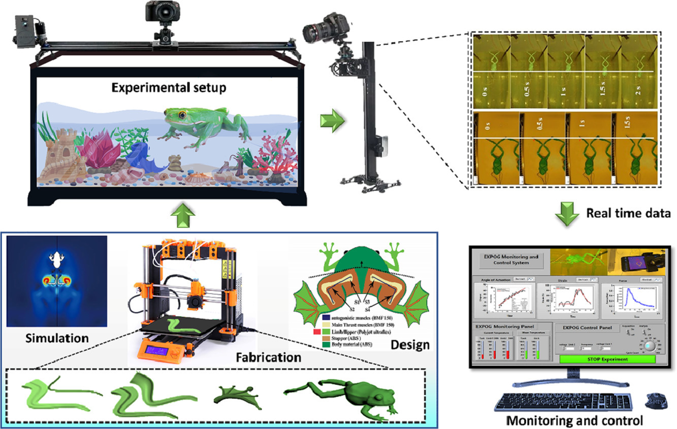 Fully 3D printed multi-material soft bio-inspired frog for underwater synchronous swimming