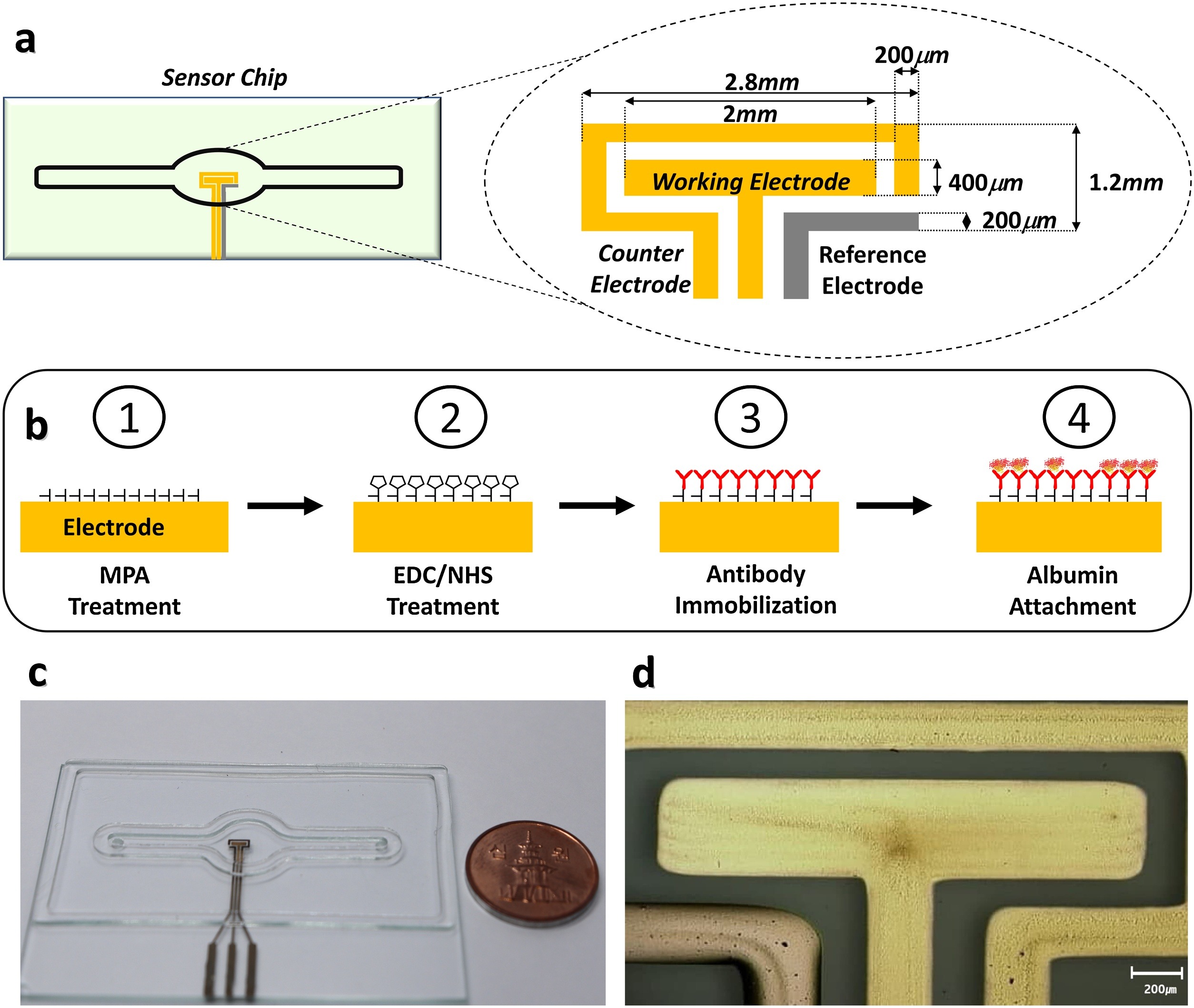 Microphysiological system with continuous analysis of albumin for hepatotoxicity modeling and drug screening