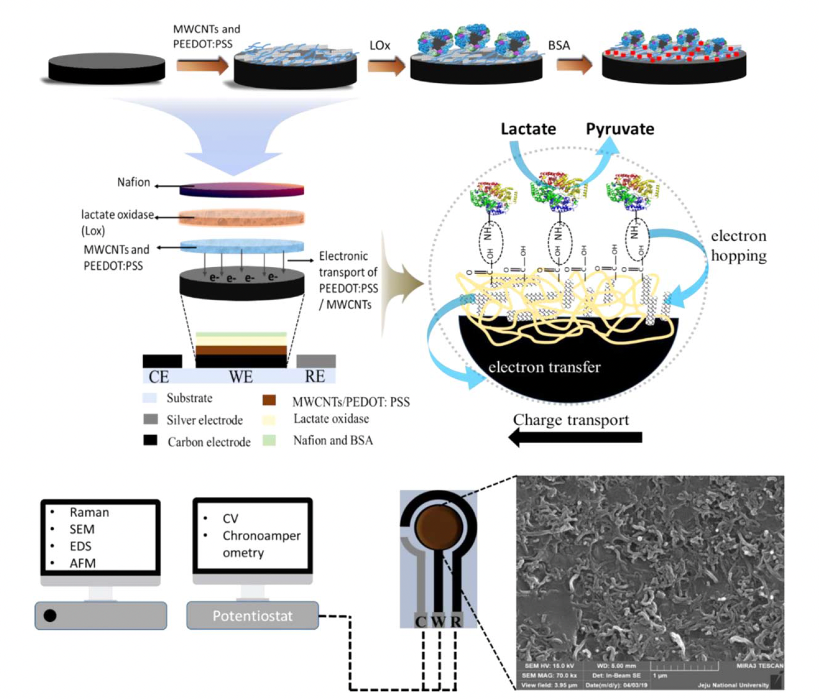 MWCNTs/PEDOT: PSS composite as guiding layer on screen-printed carbon electrode for linear range lactate detection